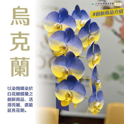 蘭花品種|蘭花品種大全（附圖）：蘭花品種介紹及圖片鑑賞